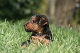 WELSH TERRIER 023